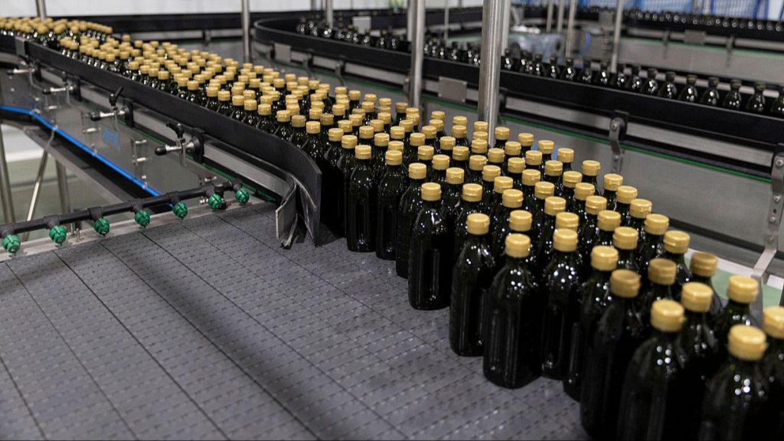 Botellas de aceite de oliva durante el proceso de elaboración.