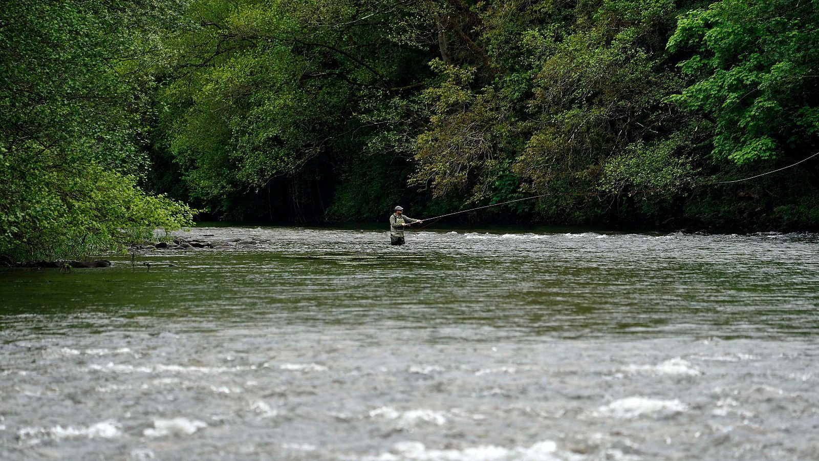 El salmón en peligro se acerca a la prohibición de la pesca