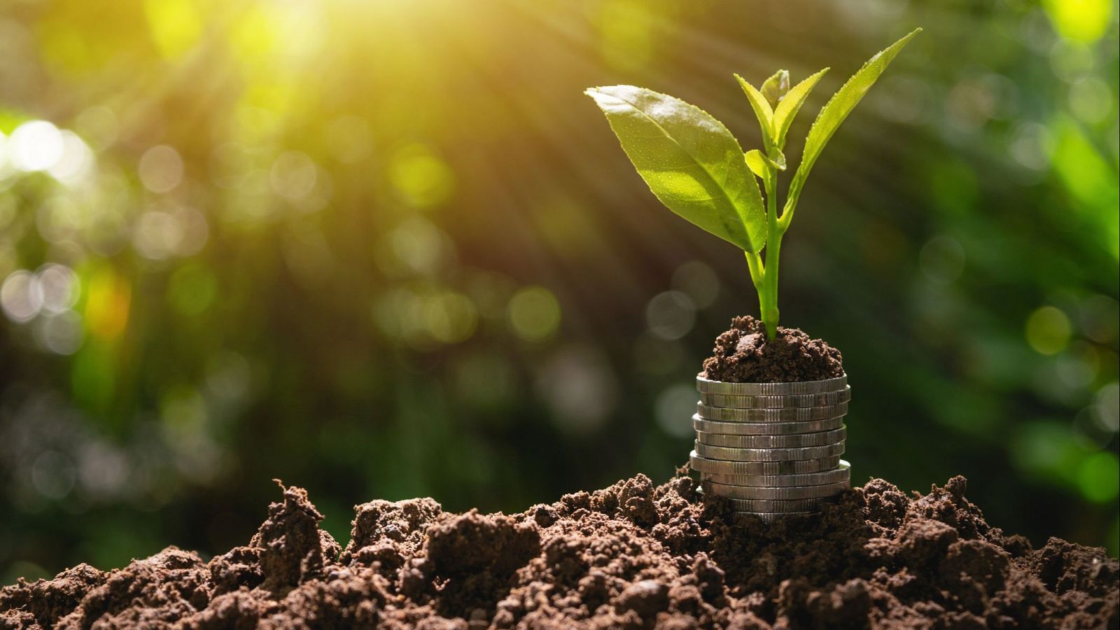 'El ikigai del dinero' nos propone una reflexión sobre cómo usar nuestra riqueza con propósito.