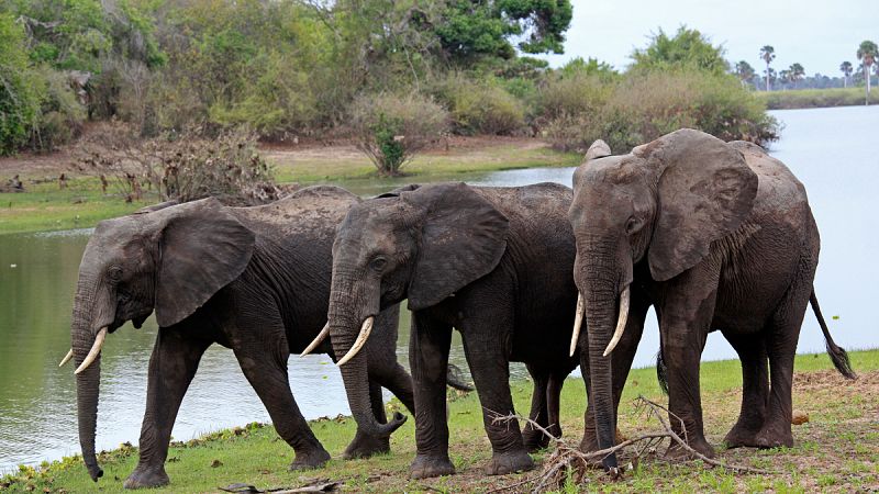 Tanzania lanza un proyecto "sin precedentes" para proteger a sus elefantes