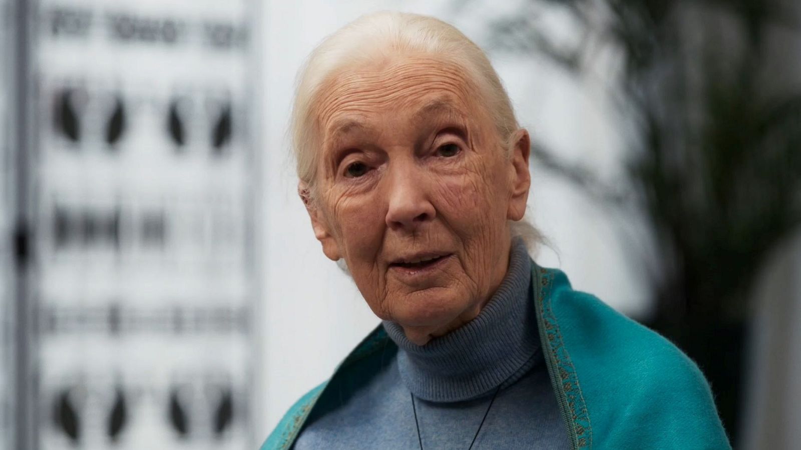 Retrato de primer plano de Jane Goodall, etóloga británica, con cabello blanco, jersey azul y chal turquesa. Fondo desenfocado.