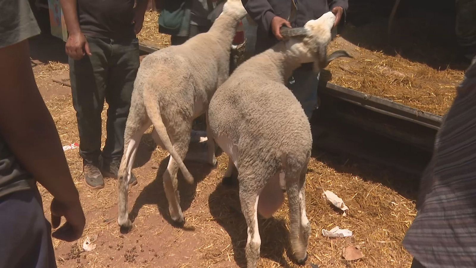 Hombre inspecciona carnero con cuernos en mercado de ganado. Dos ovejas de lana clara, suelo de tierra con paja y comedero al fondo. Actividad de venta de animales.