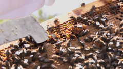 La abeja negra: por qué es tan importante en España