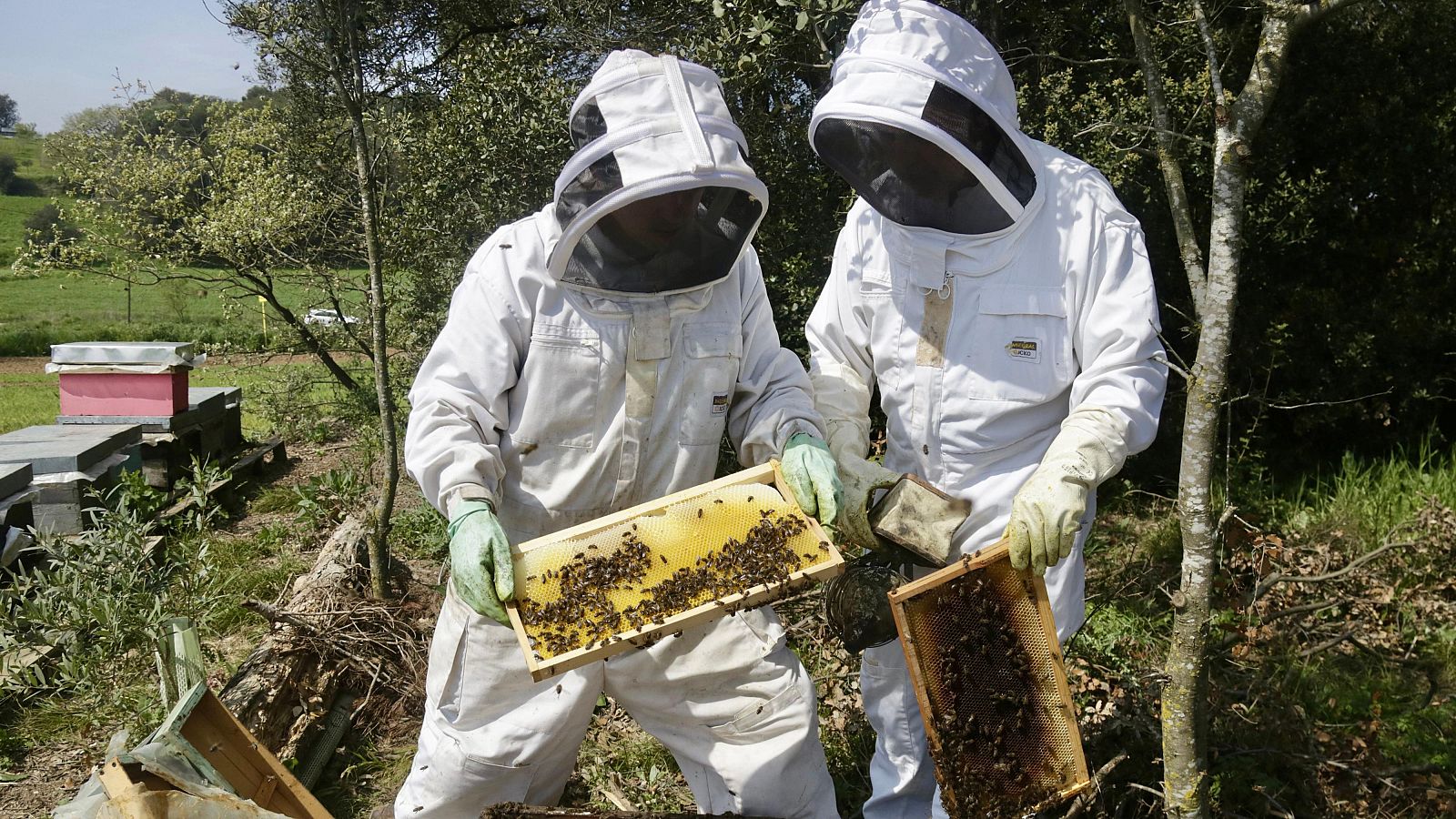Apicultores con trajes blancos y capuchas de malla trabajan con colmenas, manipulando cuadros llenos de abejas y panales en un entorno rural soleado.