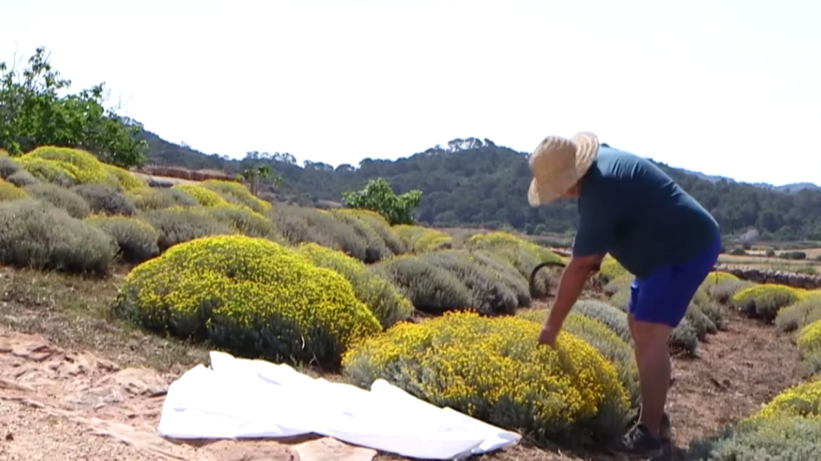 Persona recol·lectant camamilla en un camp amb flors grogues, portant barret de palla i roba d'estiu. El terra és vermellós i al fons s'observen turons verds.