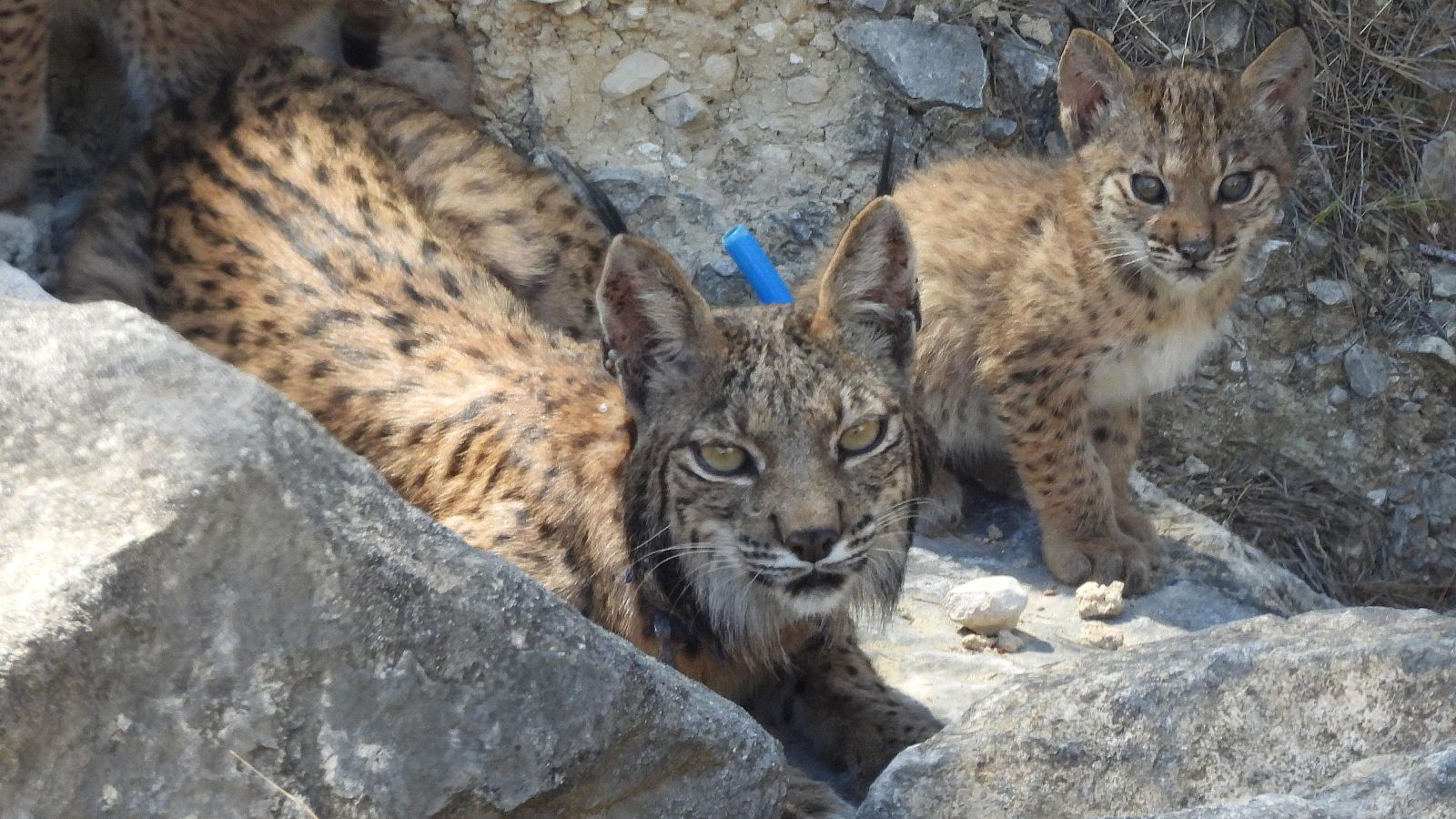 La población de lince ibérico alcanza los 2.663 ejemplares.