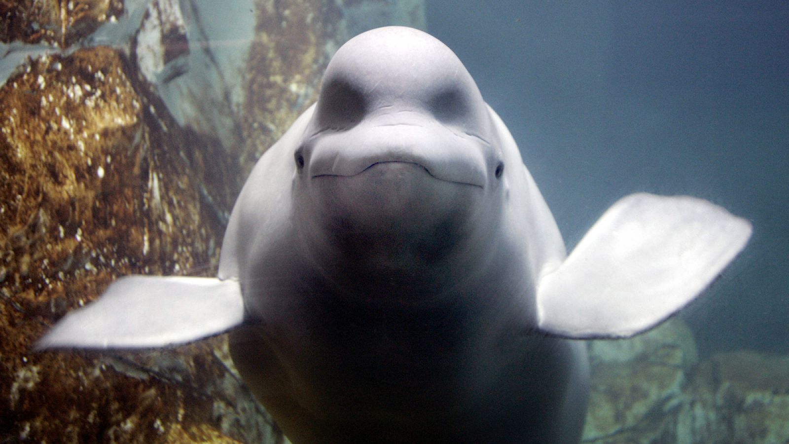 Algunos ejemplares de beluga incluso viajan hasta 6.000 kilómetros al año.