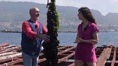 Así se producen estos mejillones con garantía de origen