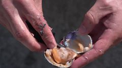 Conoce estos limpiadores naturales del mar