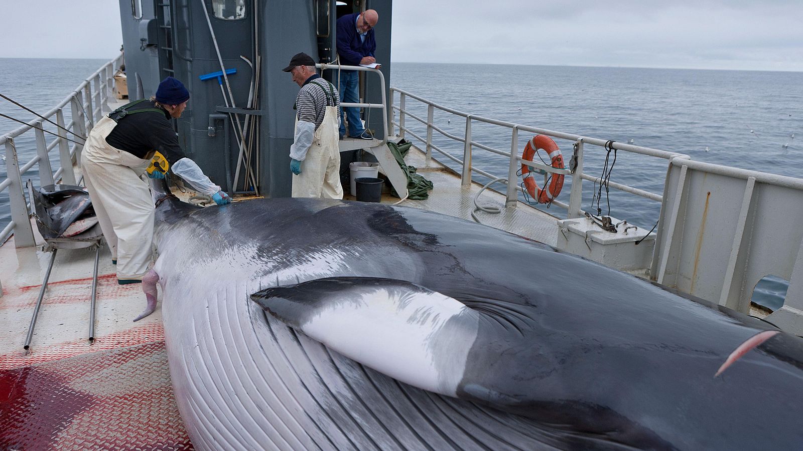 Islandia reanuda la caza de ballenas entre protestas tras una pausa de dos años