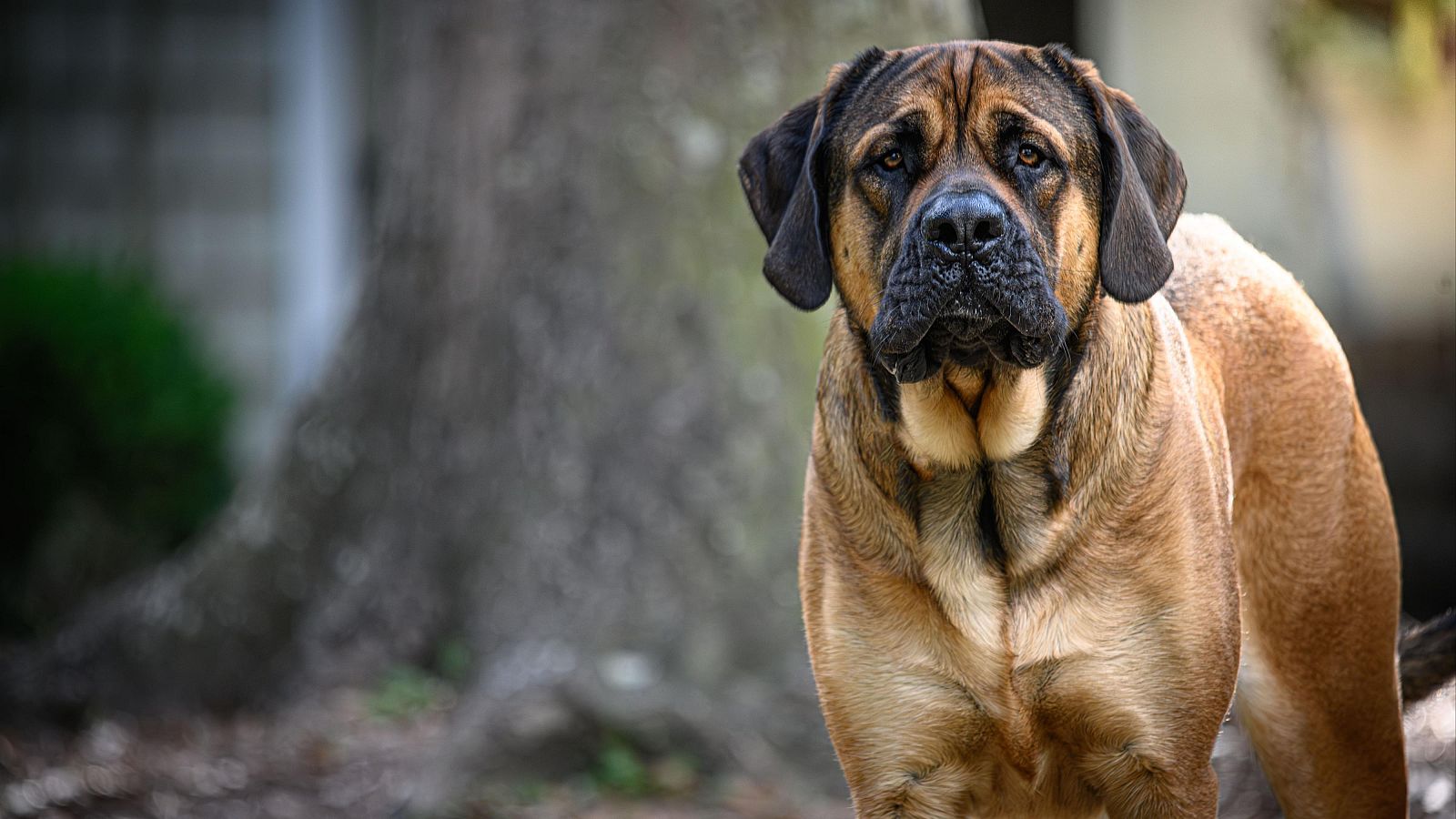 Mastín, el perro que cuida del rebaño