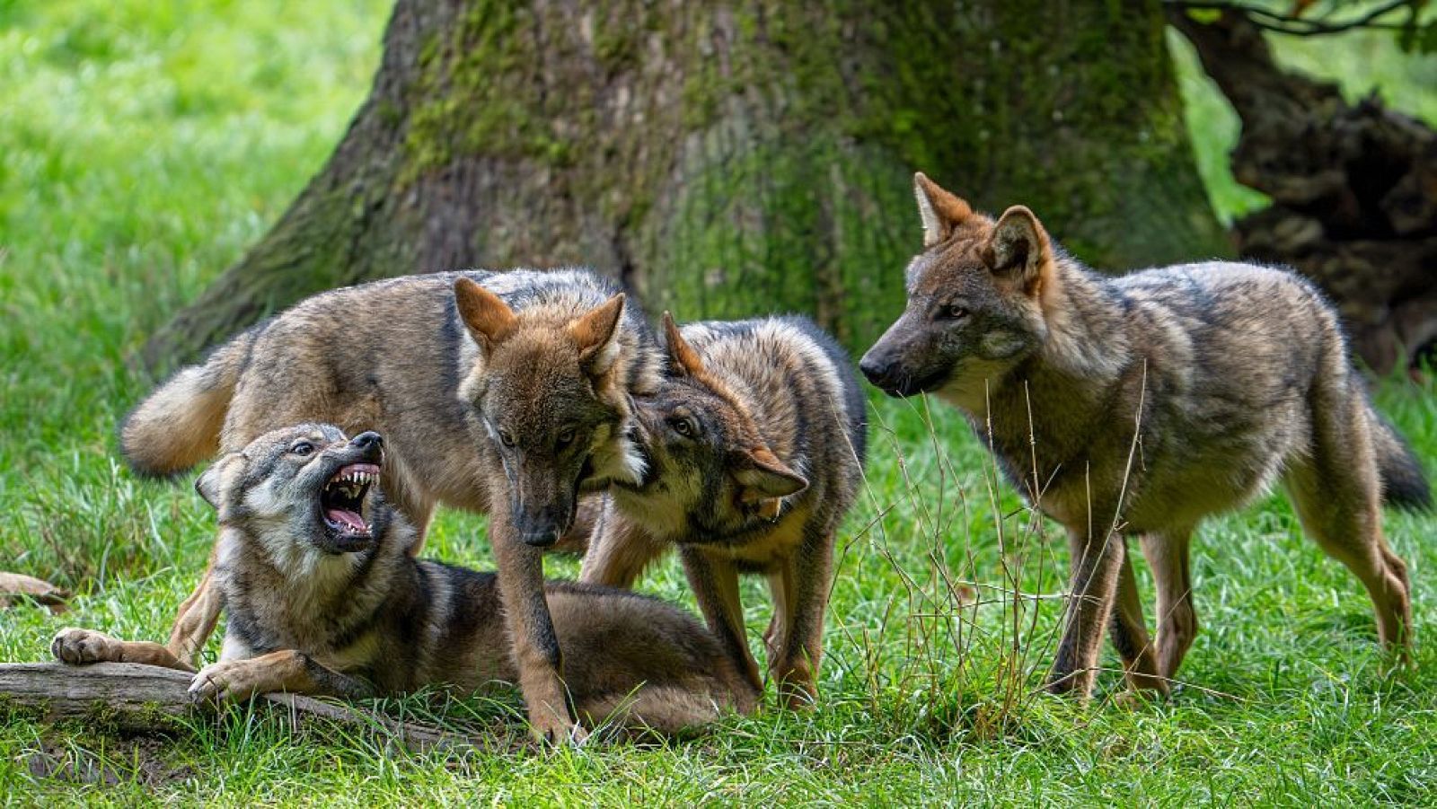 Ejemplares jóvenes de lobo ibérico (Canis lupus signatus) en el campo de España