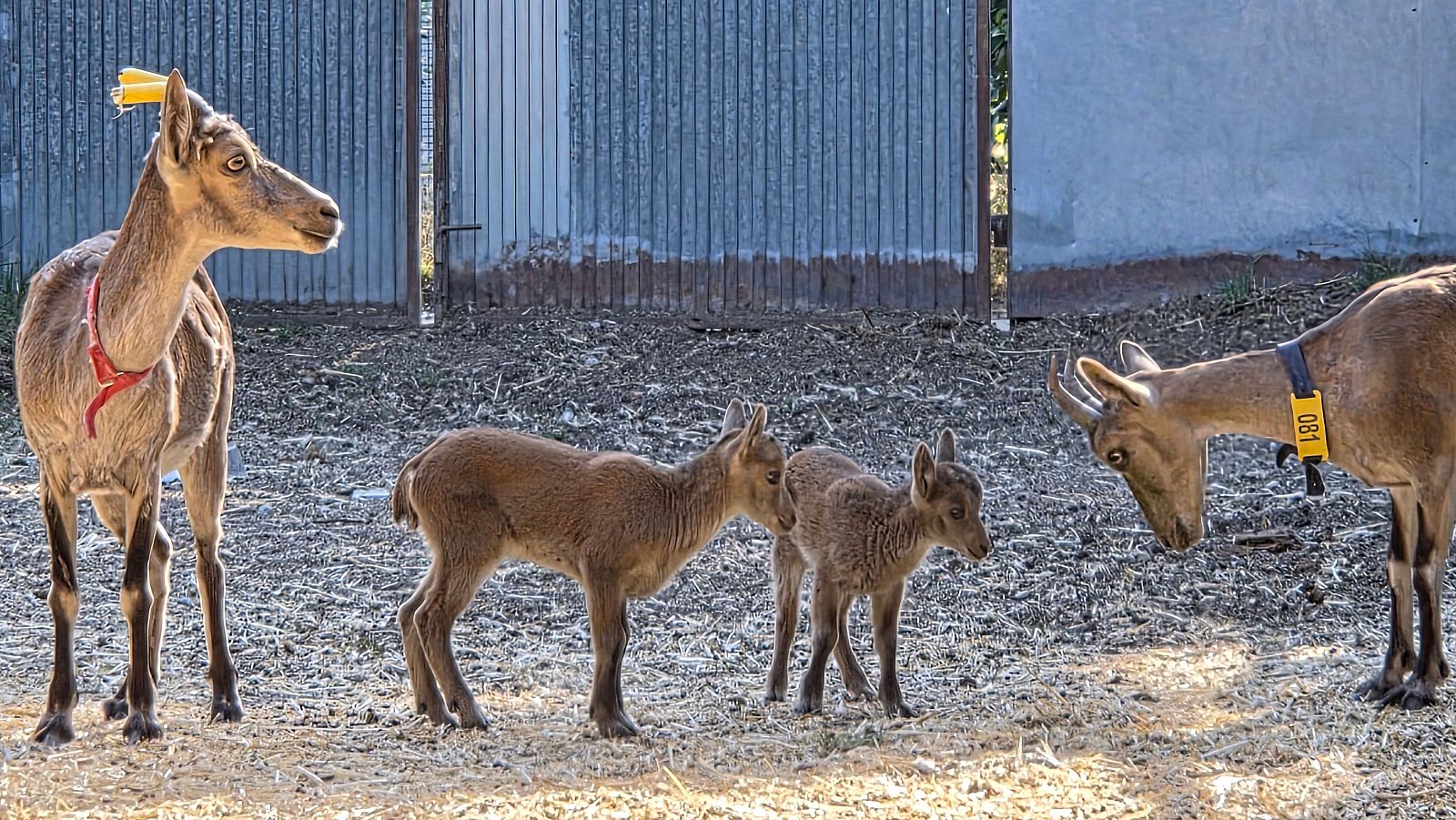 Nacen las primeras cabras salvajes por fecundación in vitro.