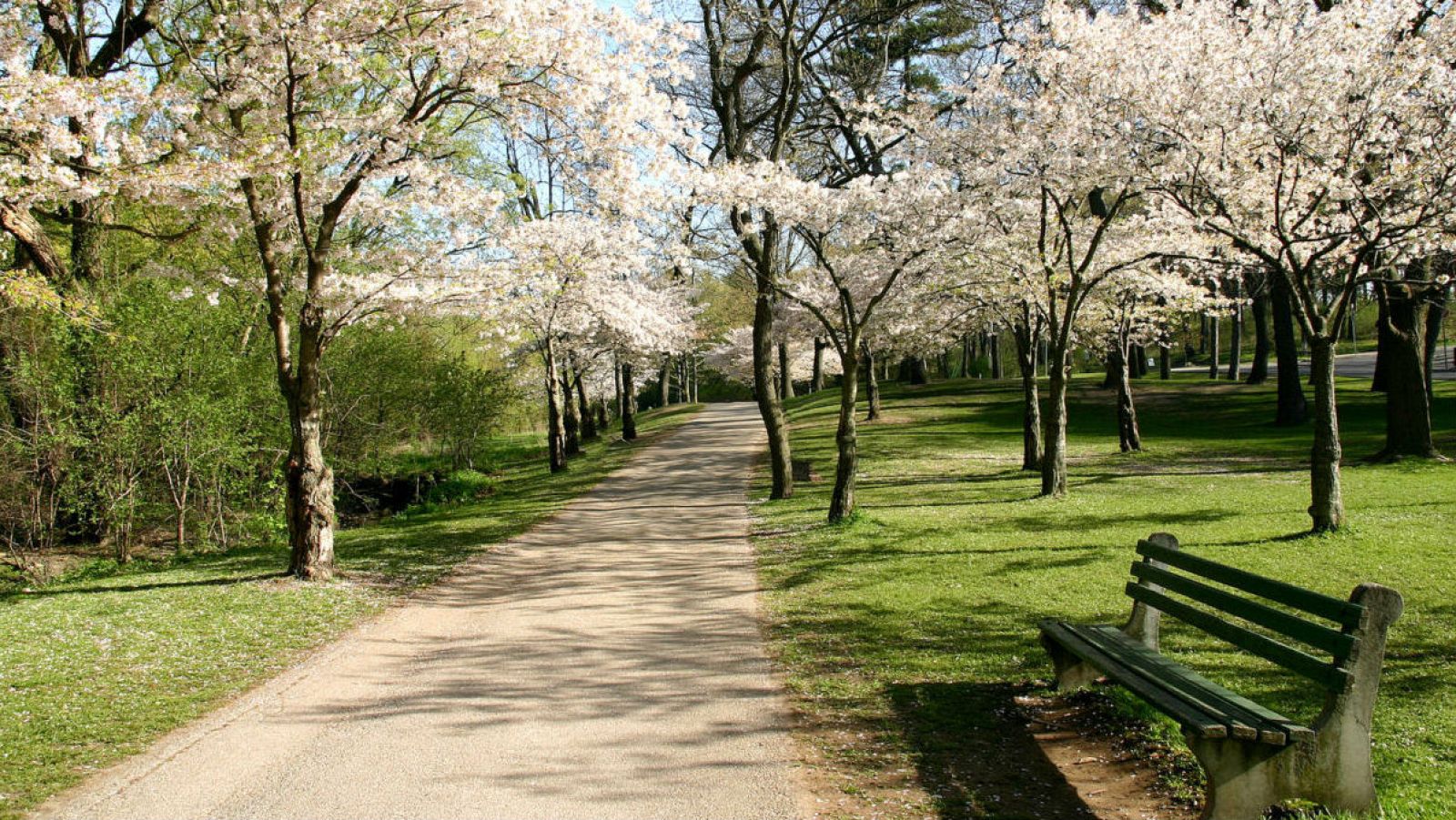 'Memoria de delfín' con los parques