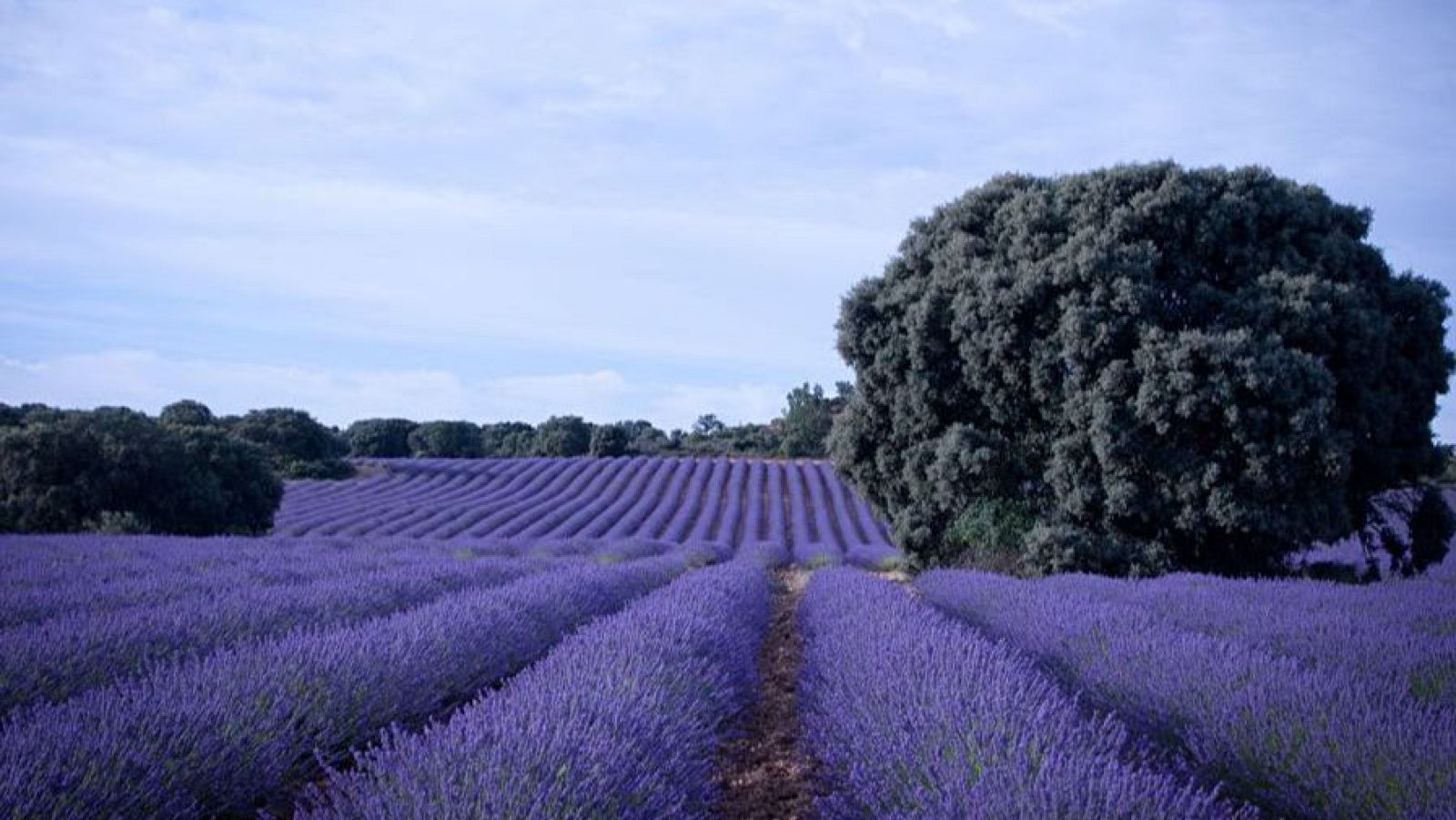 Campo de lavanda en Brihuega