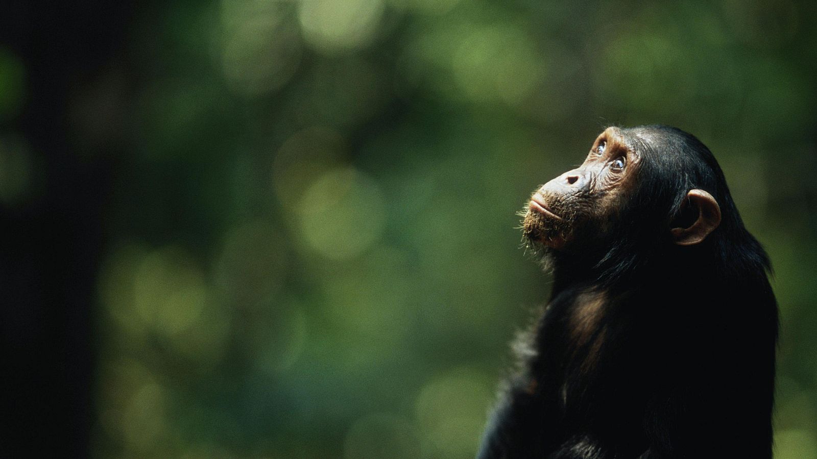 Eclipse solar: cómo reaccionan los animales a este fenómeno