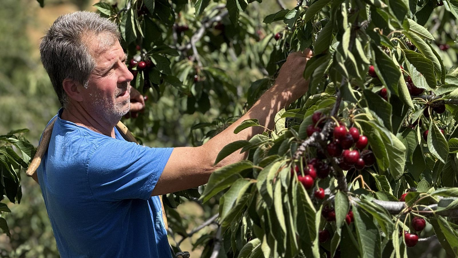 Hombre de mediana edad con barba canosa recolecta cerezas rojas de un árbol bajo el sol. Se ve el mango de una herramienta. Frutos maduros y hojas verdes destacan en la escena.