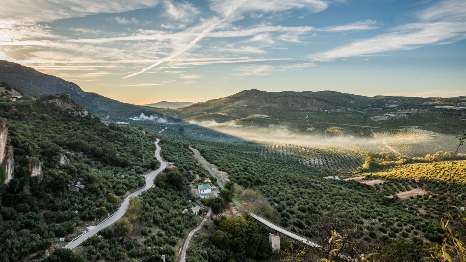 Olivar en Zuheros (Córdoba).