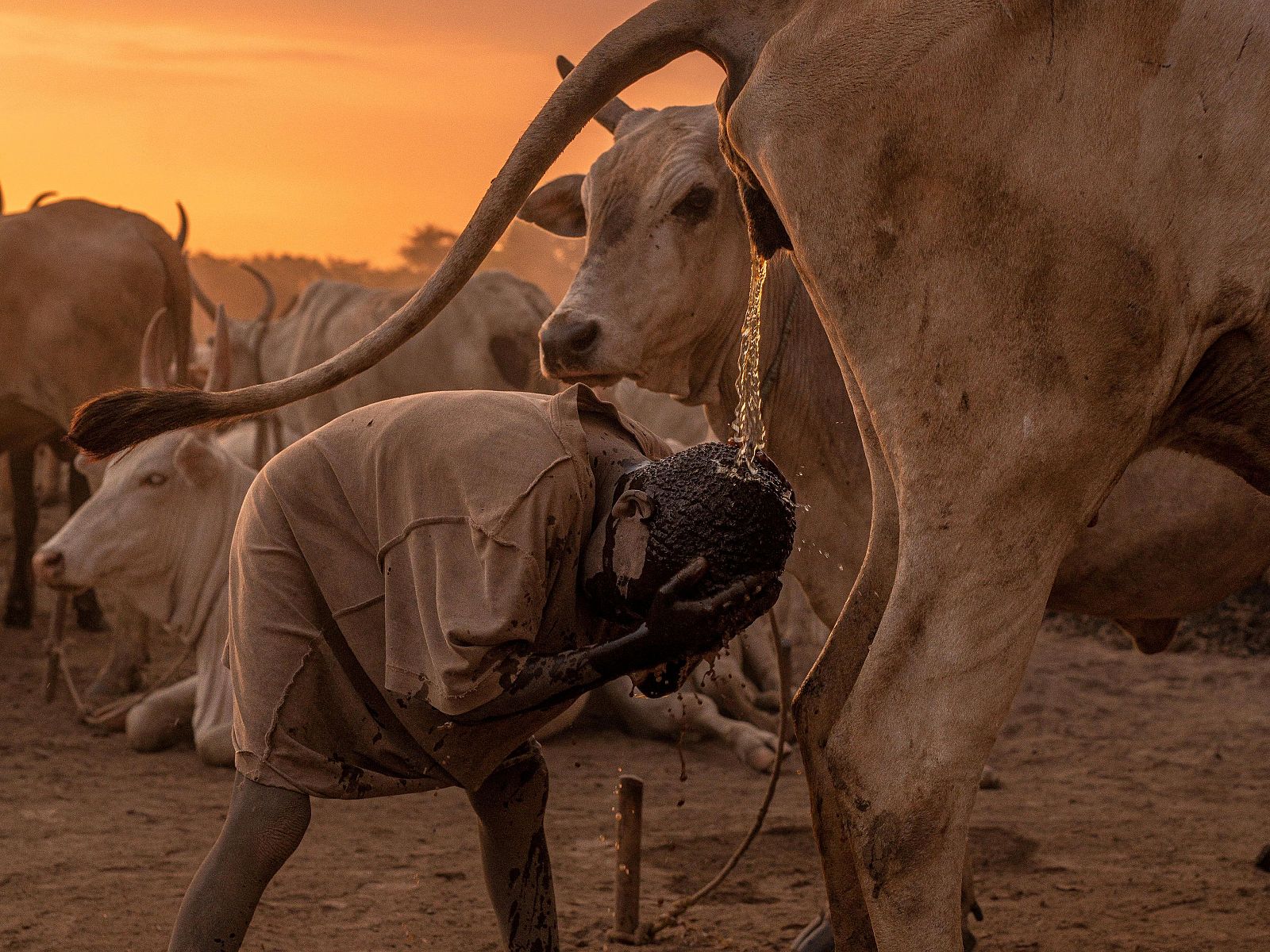 Niño de la tribu Mundari duchándose con la orina de una vaca