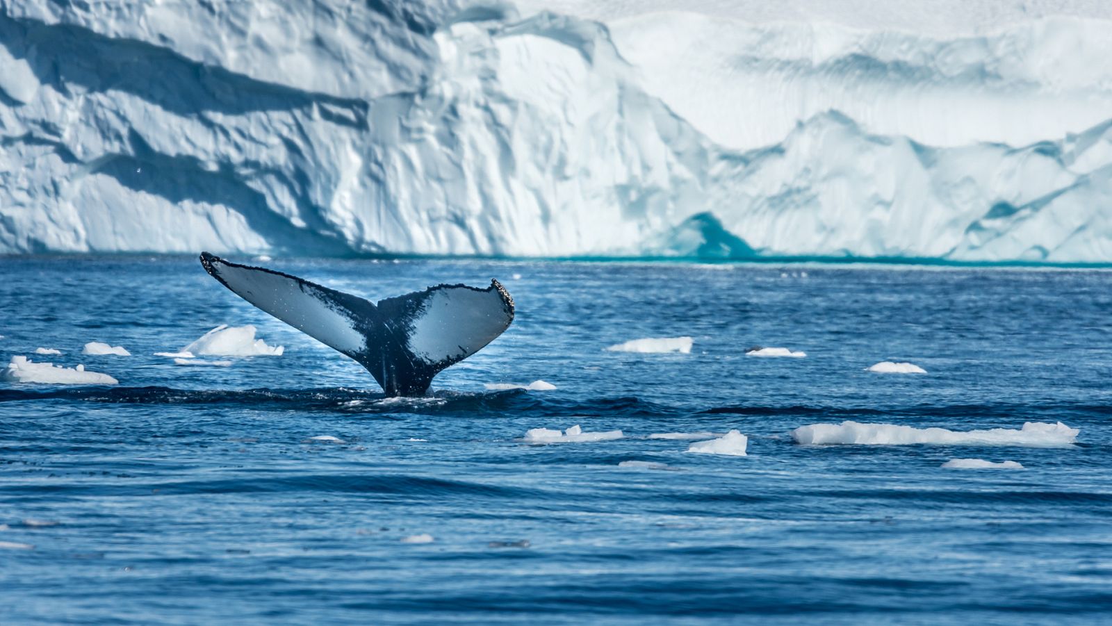 Bahía Disco, en Groenlandia