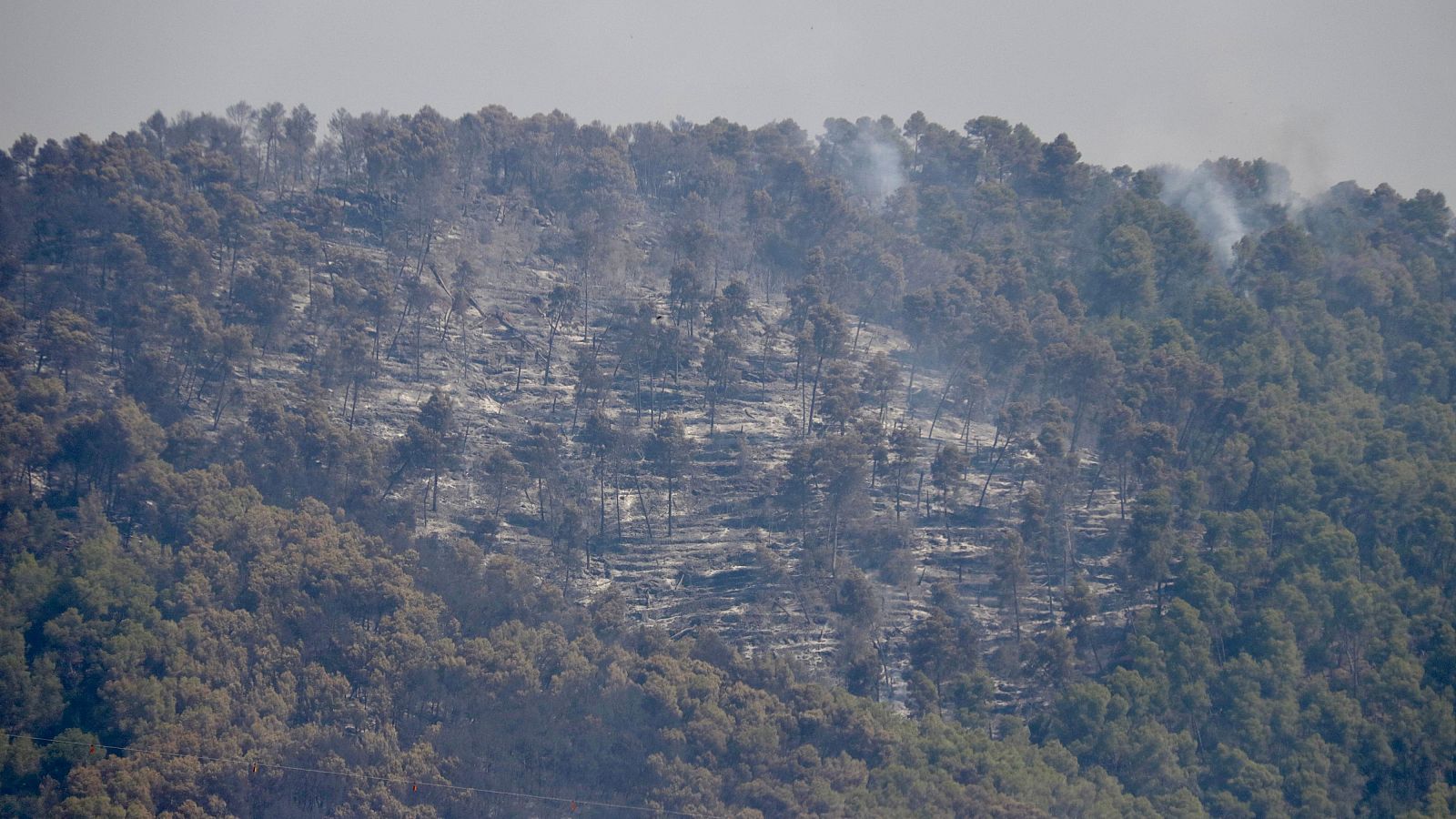 Zona cremada a l'incendi de Sentmenat