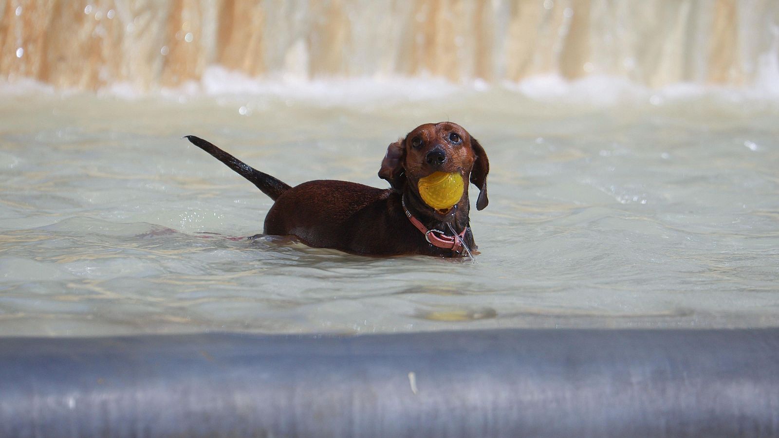 Consejos y recomendaciones para evitar golpes de calor en mascotas