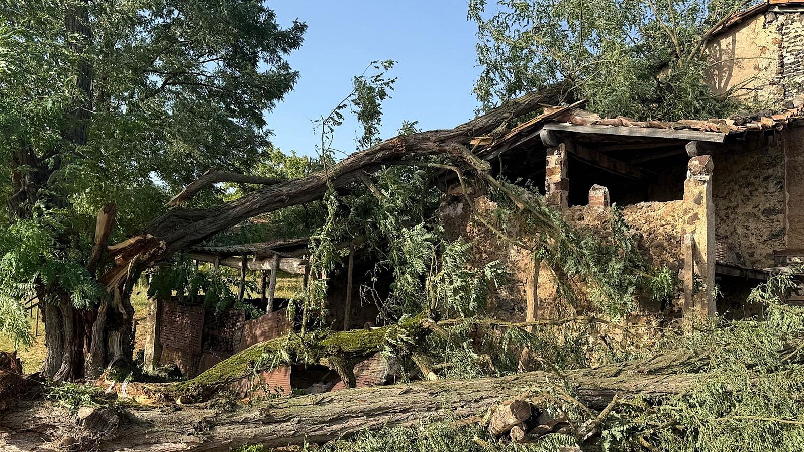Imatge on es veu l'arbre a sobre del porxo de la masia de Batet de la Serra