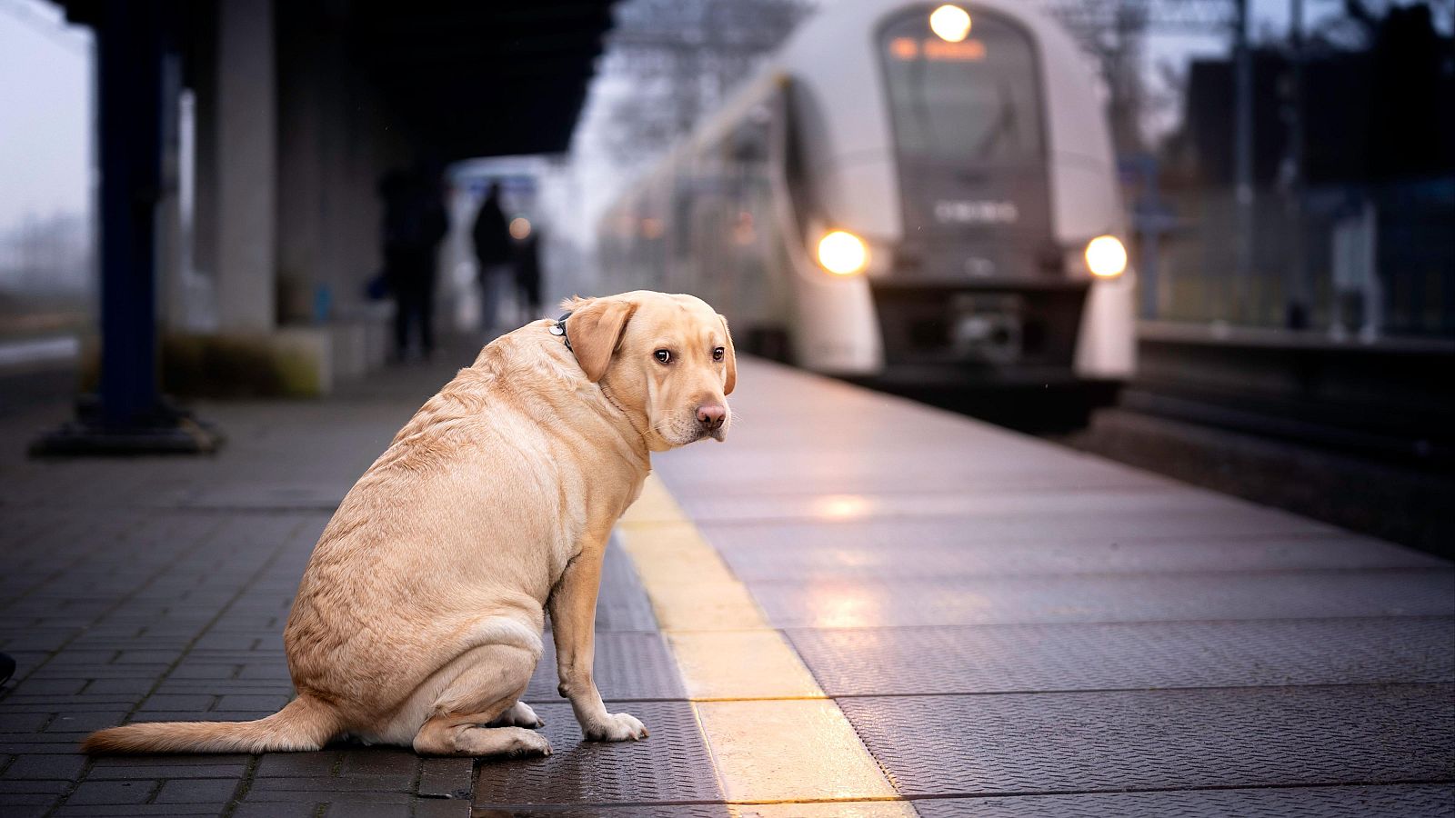 Perros al tren: Renfe permitirá viajar con estas mascotas de hasta 40 kilos en todos sus trenes desde el 21 de julio