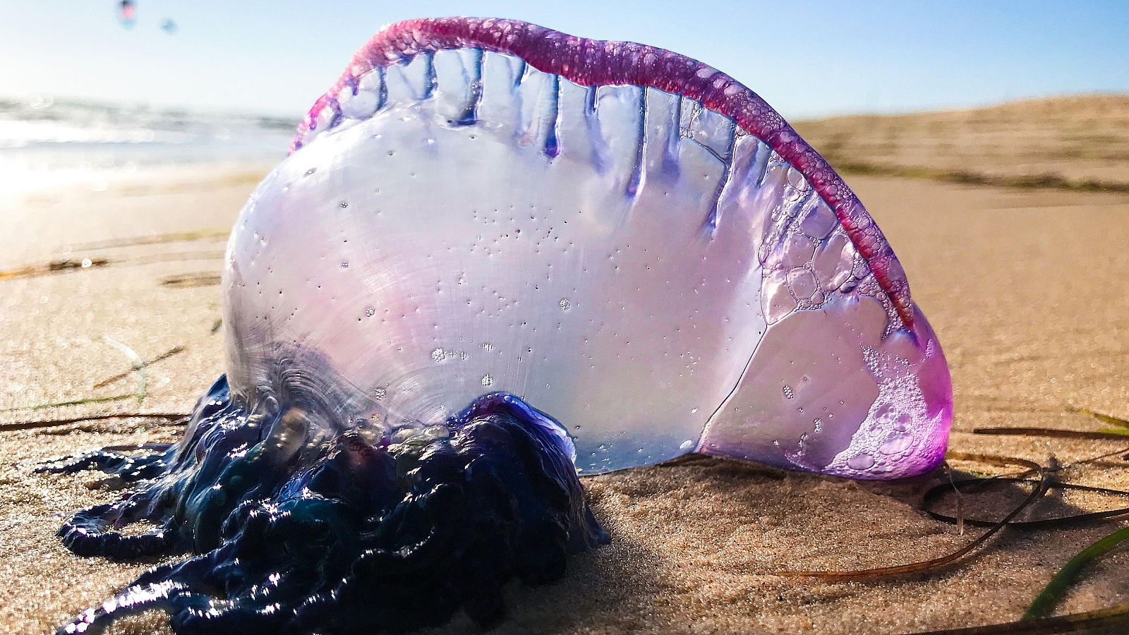 Carabela portuguesa varada en la playa