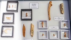 Las excavaciones en Atapuerca recuperan 24 fósiles más de Antecessor, algunos de adultos y con signos de canibalismo
