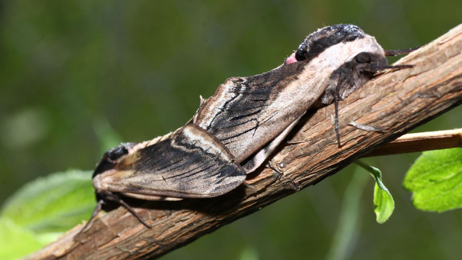 La competición entre machos mejora la adaptación de las especies al cambio climático