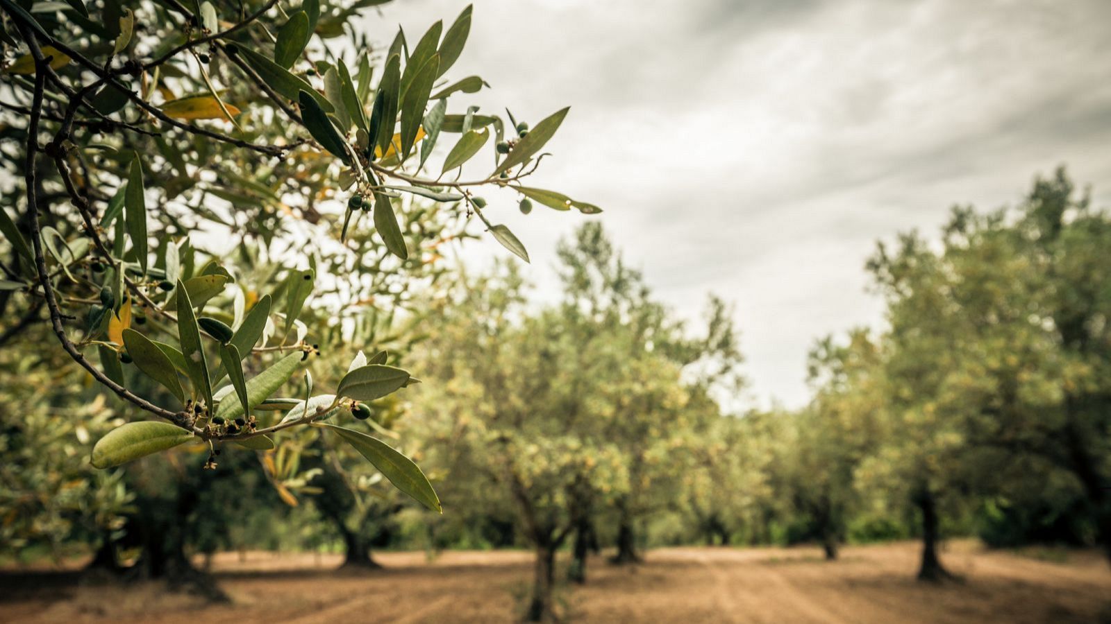 Ramas de olivo con hojas verdes y pequeñas aceitunas en primer plano, fondo desenfocado de un campo de olivos y cielo nublado.