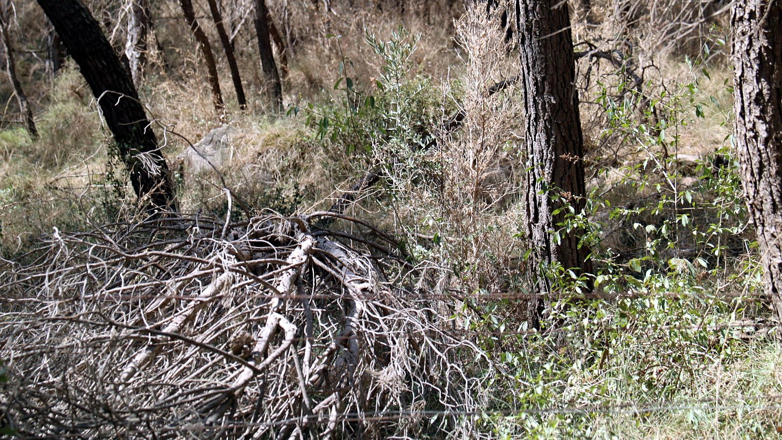 Acumulació de branques seques i vegetació densa en un entorn boscos. La llum solar crea contrastos.