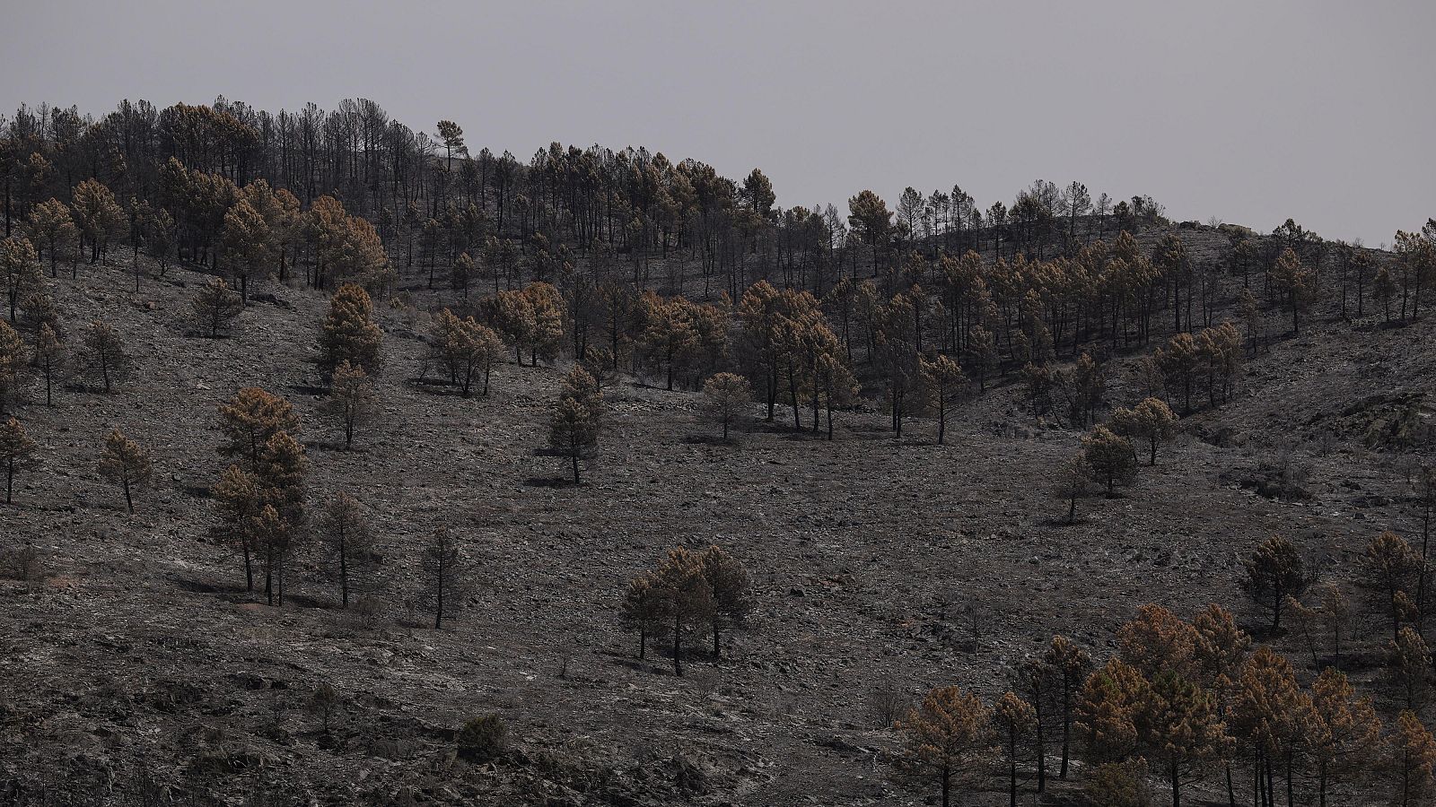 Terreno quemado en el incendio forestal de La Mierla, en Guadalajara, el segundo mayor de este siglo.