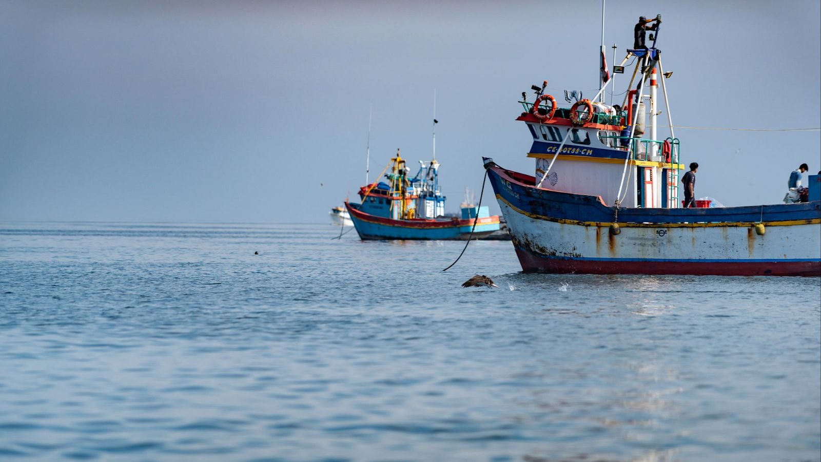 Efecto mariposa de El Niño: la acuicultura mundial tiembla por la falta de anchovetas en Perú