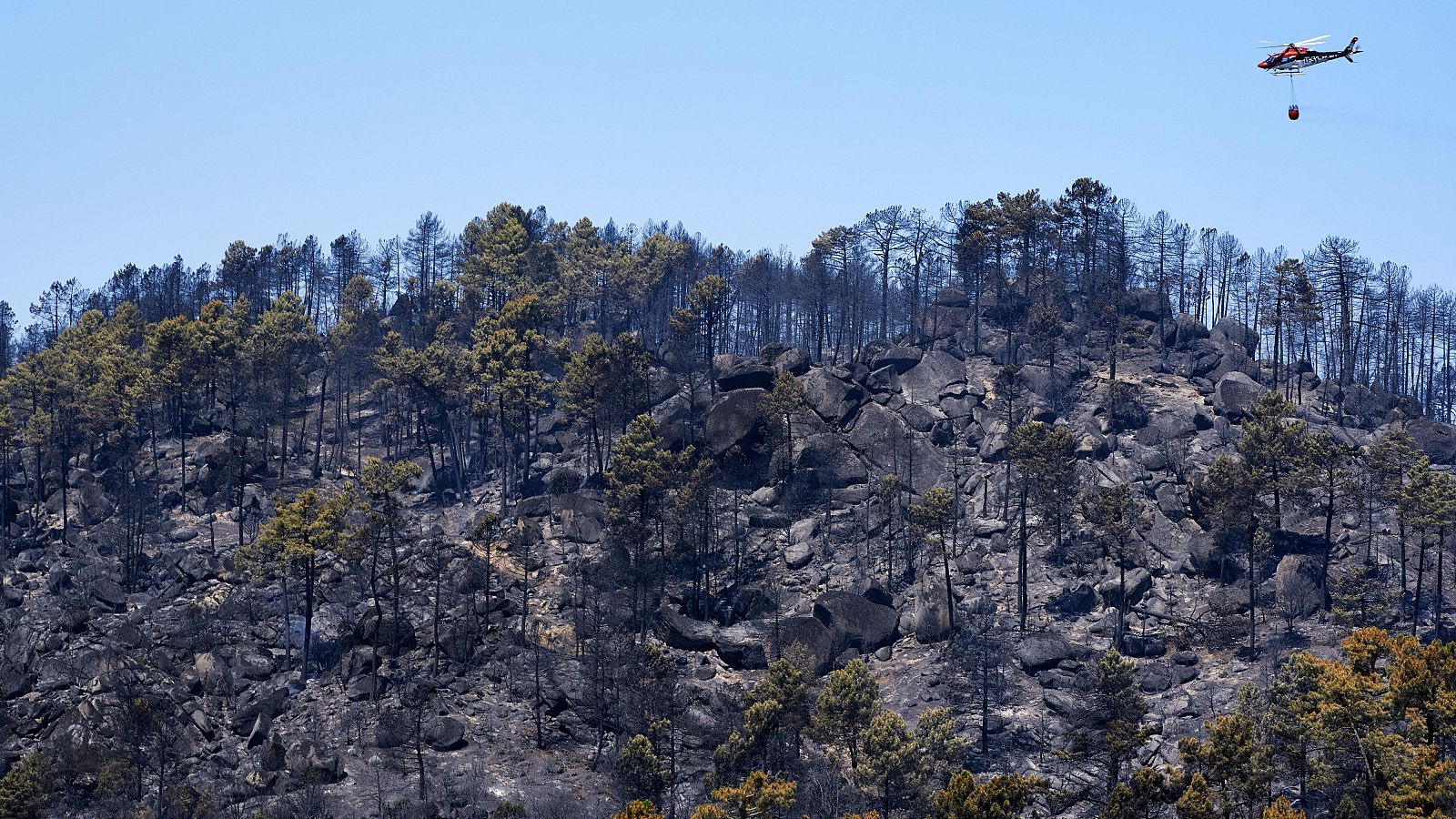 Paisaje quemado en el Parque Natural del Valle de Iruelas arrasado por el incendio de Burgohondo (Ávila) este domingo.