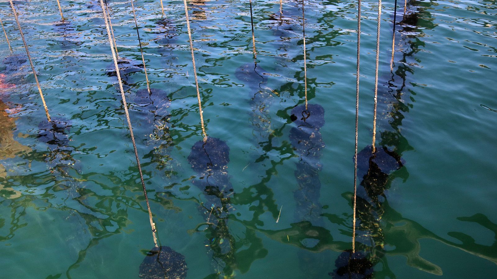 Sistema de cultivo de mejillones sumergido en aguas claras, con cuerdas verticales y mejillones adheridos. El agua transparente muestra reflejos solares en la superficie.