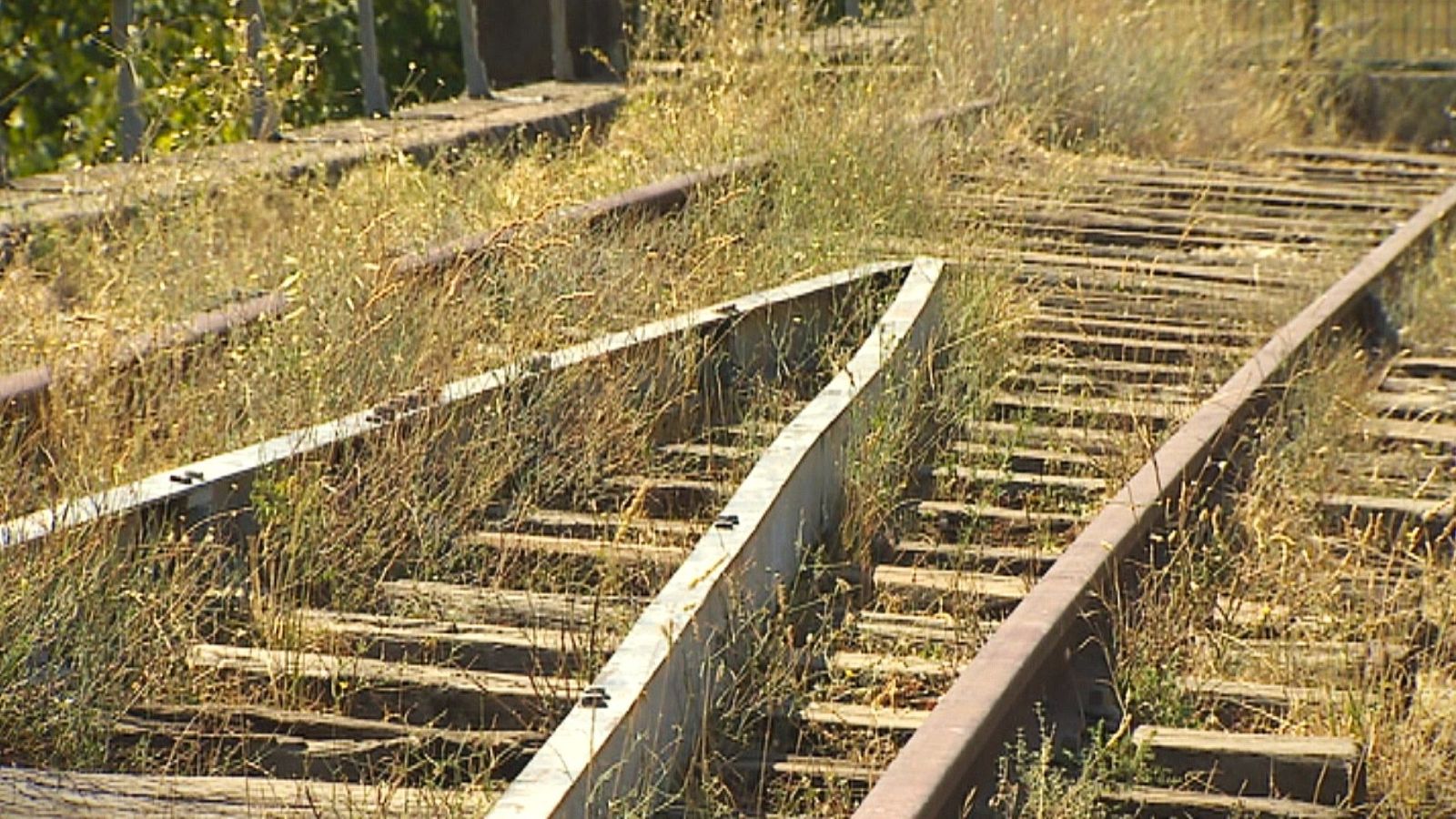 Vías de tren oxidadas y cubiertas de vegetación, con traviesas de madera envejecidas, sugieren un abandono en un día soleado.