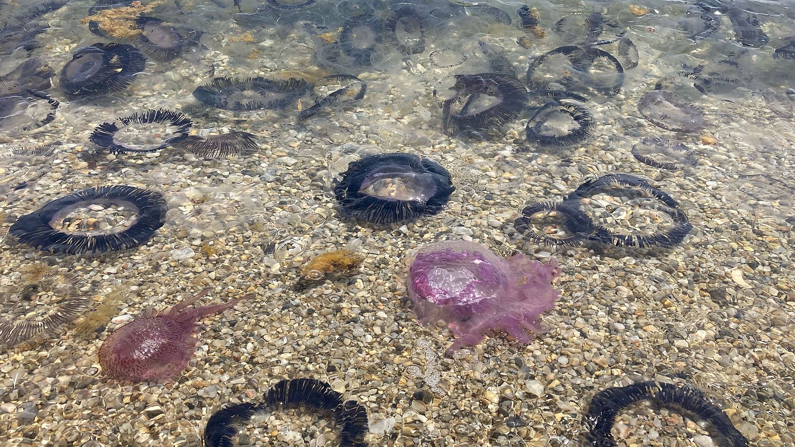 Vista cenital de agua marina somera con lecho de guijarros y abundante presencia de medusas oscuras y dos ejemplares púrpuras brillantes.