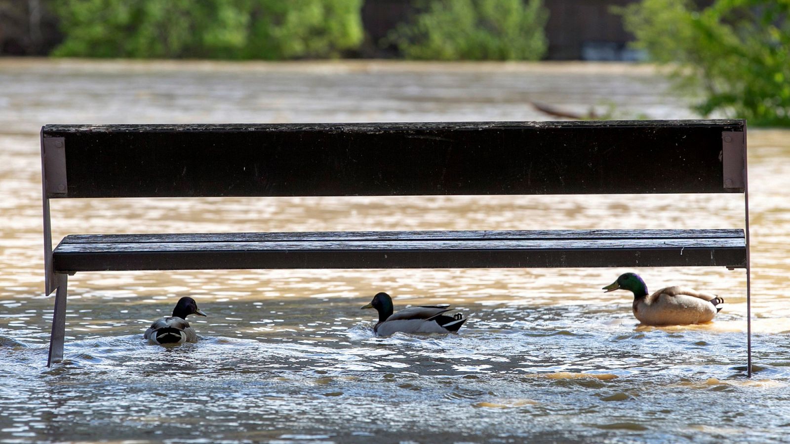 Una de las imágenes que ha dejado la crecida del Ebro en Zaragoza