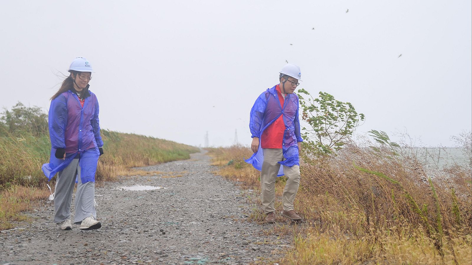 Voluntarios asiáticos con cascos y chubasqueros inspeccionan un sendero de tierra con charcos y vegetación azotada por el viento, bajo un cielo gris.