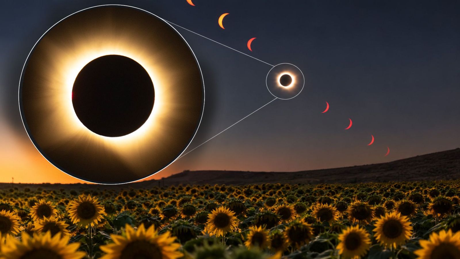 Un campo de girasoles bajo un cielo con seis fases de eclipse parcial y un primer plano ampliado de un eclipse solar total con corona solar.