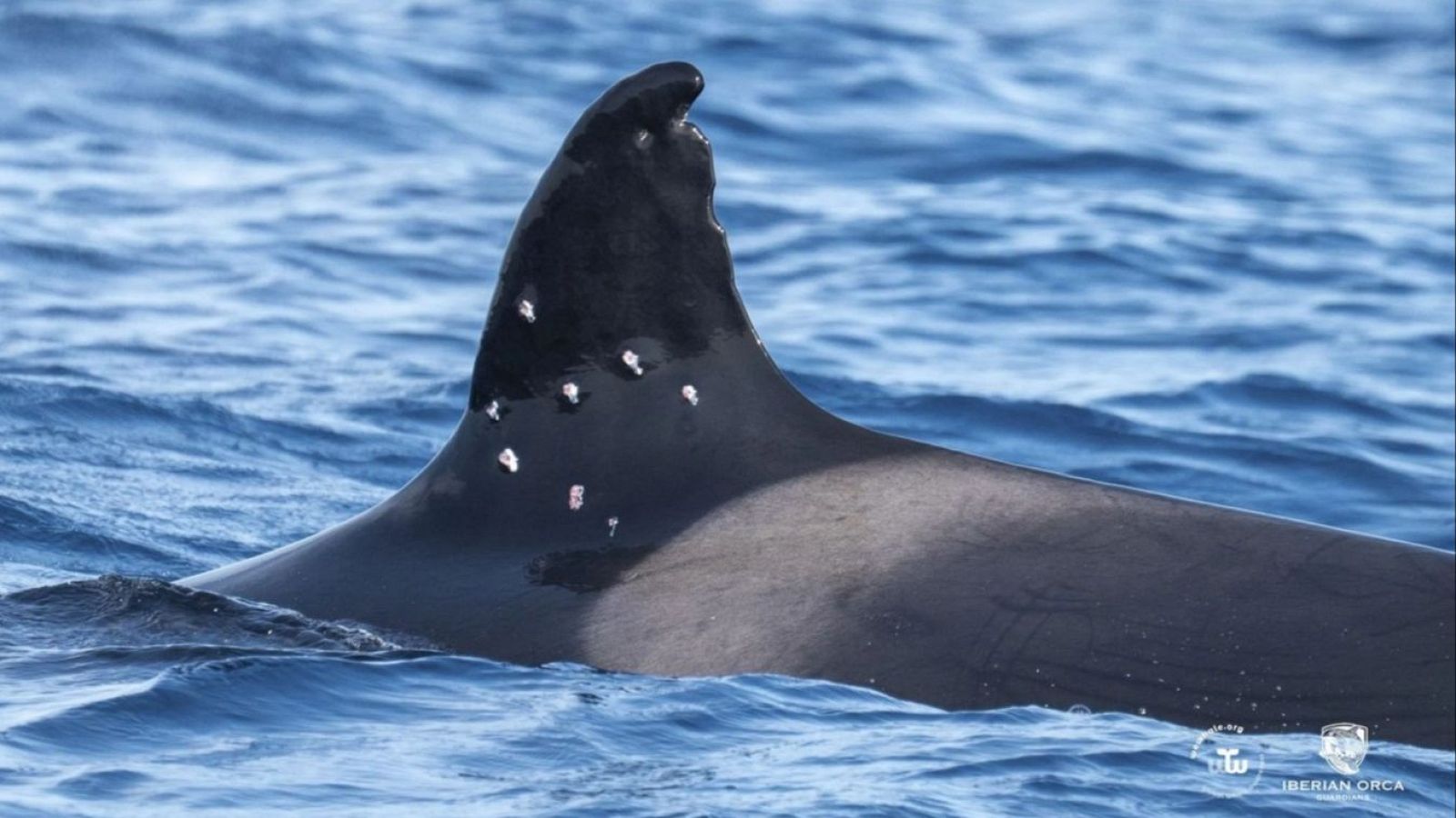 El MITECO abre actuaciones previas de investigación tras el avistamiento de la orca Toñi con posibles marcas de perdigones en su aleta