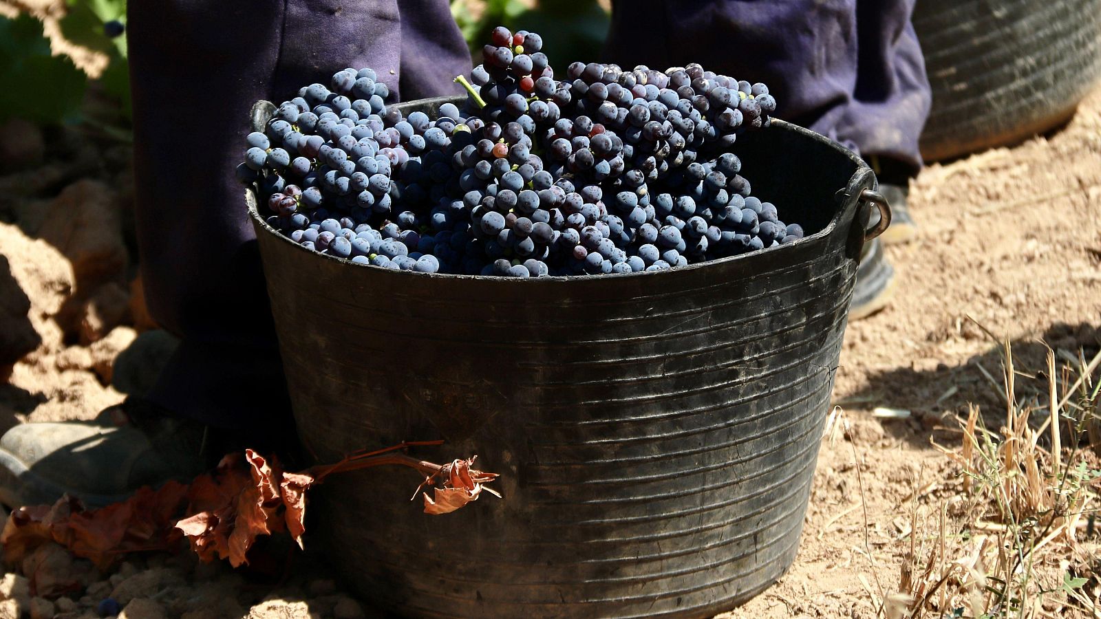 Raïm acabat de veremar en uns terrenys a Subirats de la DO Penedès