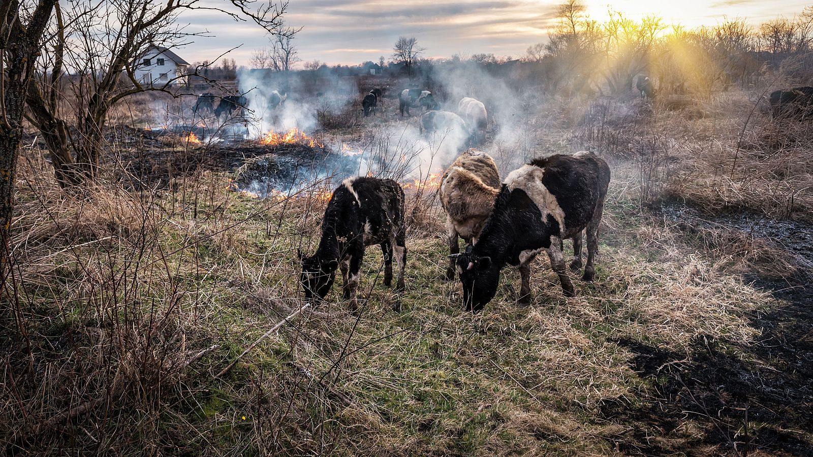 La emergencia olvidada de los animales tras los incendios.