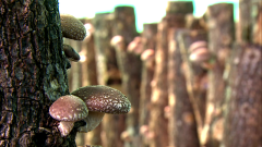El arte del cultivo y la cocina de la seta Shiitake