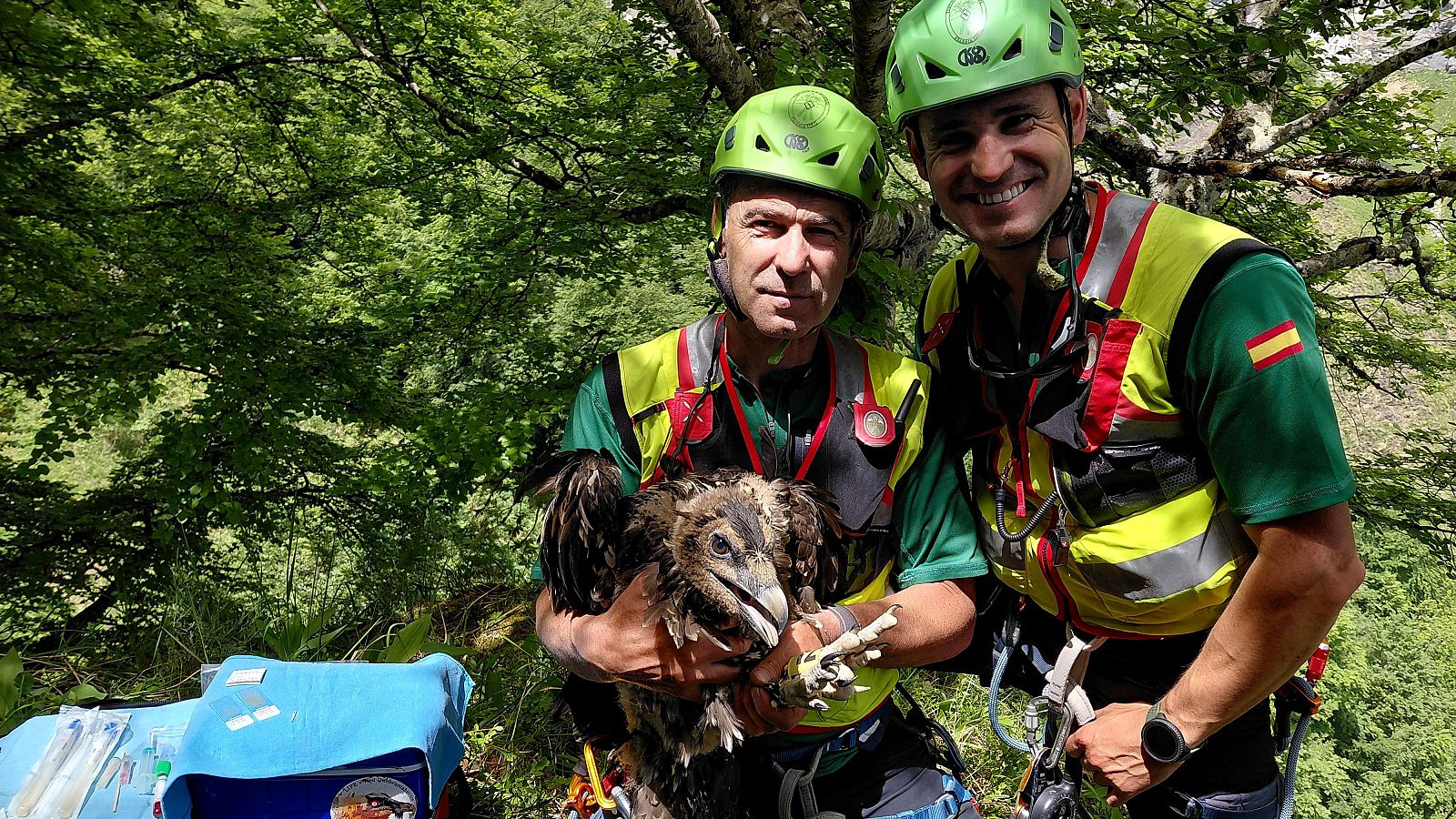 Miembros del GREIM de la Guardia Civil posan con un quebrantahuesos en un entorno boscoso. Uno sujeta al ave, el otro sonríe a la cámara. Suministros médicos visibles.