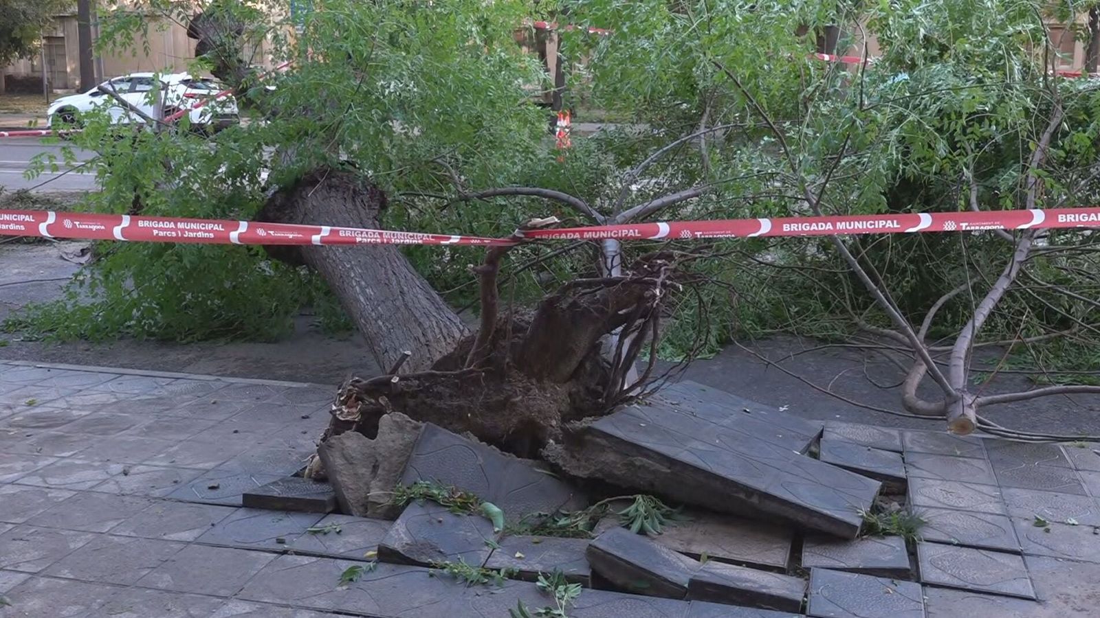 Un arbre arrencat per les fortes pluges i el vent