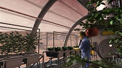 Científicos desvelan los efectos de la gravedad de Marte en el crecimiento de las plantas