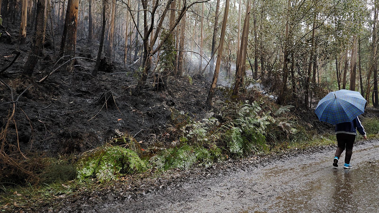 Monte quemado en Celeiro de Mariñaos en Barreiros, en la mariña de Lugo, en 2025